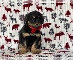 Small Photo #3 F2 Aussiedoodle Puppy For Sale in LANCASTER, PA, USA