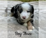 Puppy Boy Three Australian Shepherd