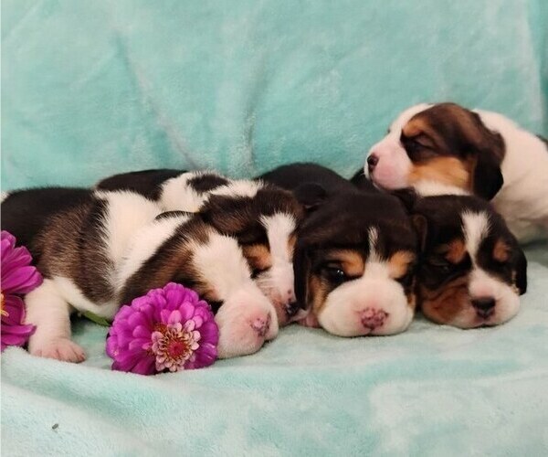 Medium Photo #1 Beagle Puppy For Sale in TACOMA, WA, USA