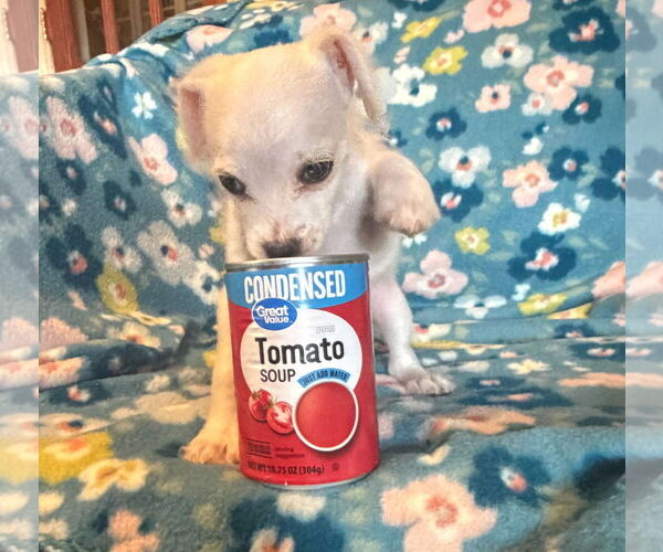 Medium Photo #2 Chihuahua-Unknown Mix Puppy For Sale in Pacolet, SC, USA