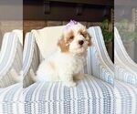 Small #1 Bichon Frise-Maltipoo (Miniature) Mix