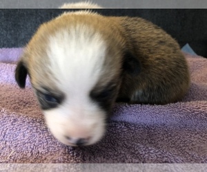 Pembroke Welsh Corgi Puppy for sale in RAMONA, OK, USA