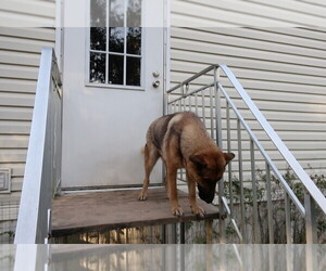 German Shepherd Dog Puppy for sale in LAKELAND, FL, USA