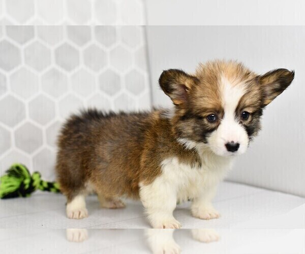 Medium Photo #3 Pembroke Welsh Corgi Puppy For Sale in MIDDLEBURY, IN, USA