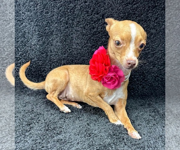 Medium Photo #4 Chihuahua-Unknown Mix Puppy For Sale in Grafton, WI, USA