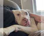 Small #7 American Pit Bull Terrier Mix