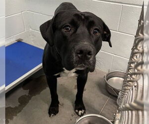 Labrador Retriever Dogs for adoption in Tavares, FL, USA