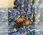 Small #6 Olde English Bulldogge