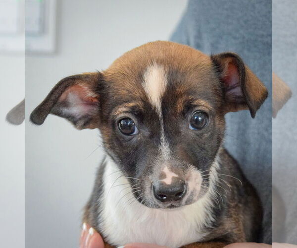 Medium Photo #6 Chipin Puppy For Sale in Huntley, IL, USA