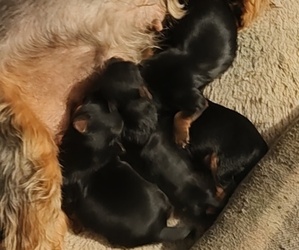 Yorkshire Terrier Puppy for sale in CLEVELAND, OH, USA
