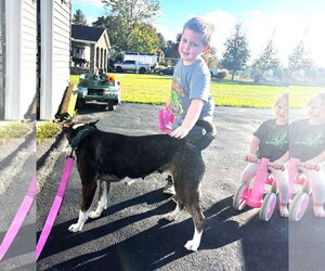 Lucy (3yo, 50ibs) - Female Mutt Dog for Adoption - Photo #3
