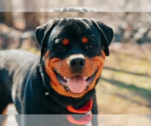 Rottweiler Dogs for adoption in COLCHESTER, CT, USA