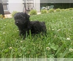 Small Photo #3 Poodle (Toy)-Yorkshire Terrier Mix Puppy For Sale in SPENCER, TN, USA