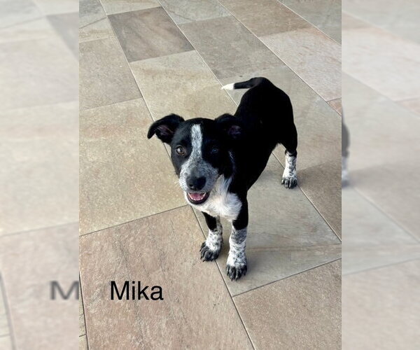 Medium Photo #1 Labrador Retriever-Unknown Mix Puppy For Sale in Jefferson, NJ, USA