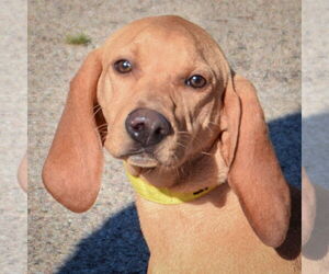 Medium American Foxhound-Redbone Coonhound Mix