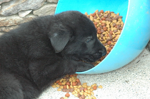 Medium Photo #5 German Shepherd Dog Puppy For Sale in HAMILTON, VA, USA