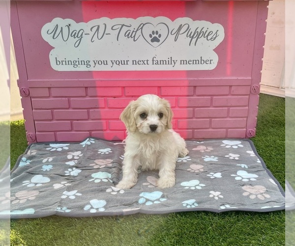 Medium Photo #1 Cavachon Puppy For Sale in MOUNT PLEASANT, MI, USA