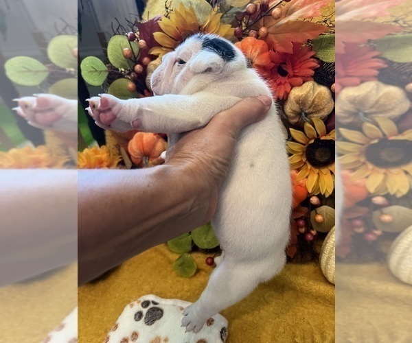 Medium Photo #3 English Bulldog Puppy For Sale in FAYETTEVILLE, NC, USA