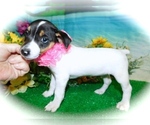 Small Photo #4 Jack Russell Terrier Puppy For Sale in HAMMOND, IN, USA