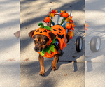 Coyote - Male Mutt Dog for Adoption - Small photo