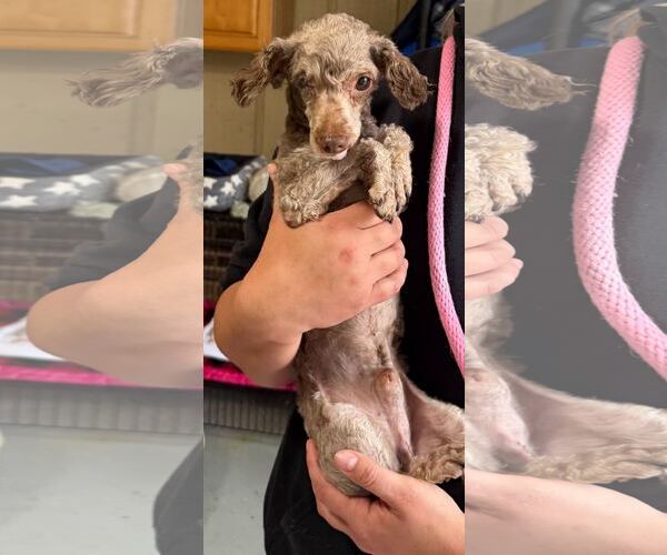 Medium Photo #3 Mutt Puppy For Sale in Pacolet, SC, USA