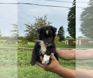 Shetland Sheepdog Puppy for sale in APPLEGATE, MI, USA