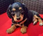 Puppy Bodie Dachshund