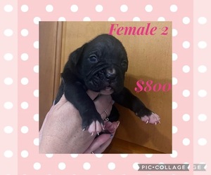 Boxer Puppy for sale in LAURENS, SC, USA