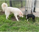 Small Photo #9 Great Pyrenees-Unknown Mix Puppy For Sale in Bend, OR, USA