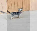Small #3 Mutt