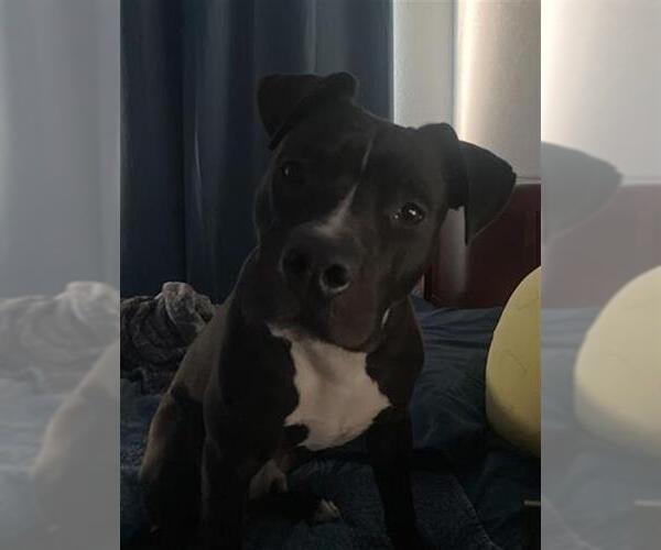 Medium Photo #1 American Staffordshire Terrier-Boxer Mix Puppy For Sale in San Antonio, TX, USA