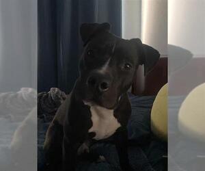 American Staffordshire Terrier-Boxer Mix Dogs for adoption in San Antonio, TX, USA