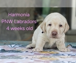 Puppy Harmonia Labrador Retriever