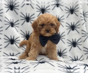 Cavapoo Puppy for sale in LAKELAND, FL, USA