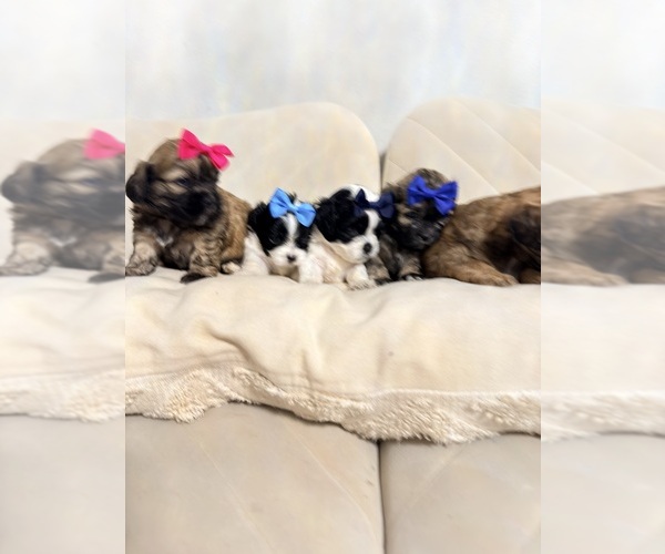 Medium Photo #7 Shih Tzu Puppy For Sale in LANCASTER, CA, USA