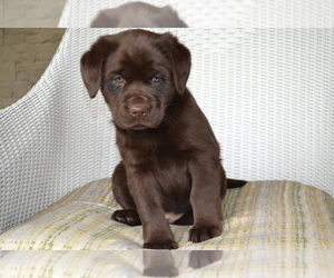 Medium Labrador Retriever