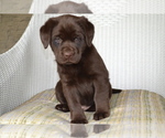 Puppy Shayla Labrador Retriever