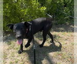Small #1 Labrador Retriever Mix