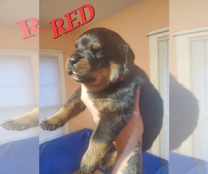Rottweiler Puppy for sale in CLEBURNE, TX, USA