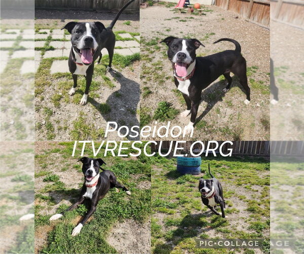 Medium Photo #2 American Pit Bull Terrier-Unknown Mix Puppy For Sale in Evansville, IN, USA