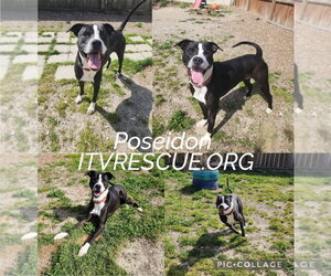 Poseidon - Male American Pit Bull Terrier-Unknown Mix Dog for Adoption - Photo #2