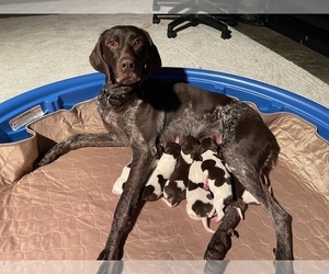 German Shorthaired Pointer Puppy for Sale in MURPHY, North Carolina USA