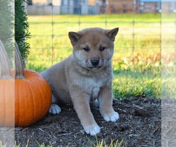 View Ad Shiba Inu Puppy For Sale Near Pennsylvania