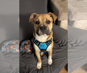 Bull-Boxer Dogs for adoption in Crystal, MN, USA