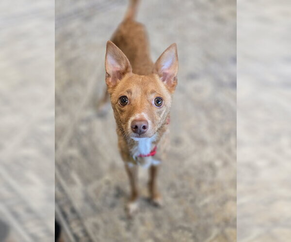 Medium Photo #2 Chihuahua Puppy For Sale in Sandy, UT, USA