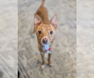 Hollis - Male Chihuahua Dog for Adoption - Photo #2