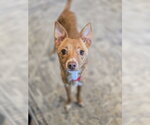 Small Photo #2 Chihuahua Puppy For Sale in Sandy, UT, USA