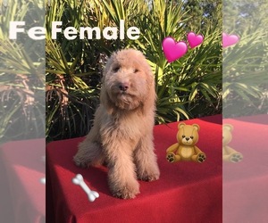 Goldendoodle-Poodle (Miniature) Mix Puppy for sale in FLORENCE VILLA, FL, USA