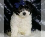 Puppy Thor Maltipoo