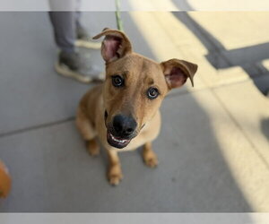 Bullmastiff-German Shepherd Dog Mix Dogs for adoption in Denver, CO, USA